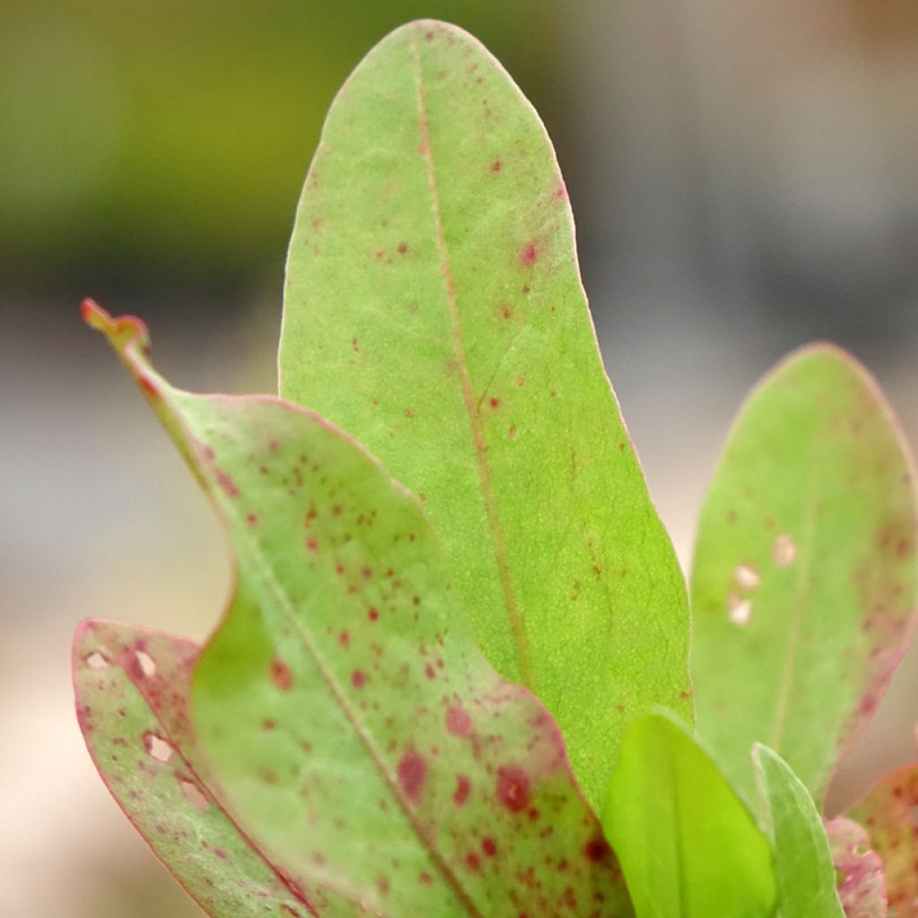 Oseille Epinard - Rumex patientia