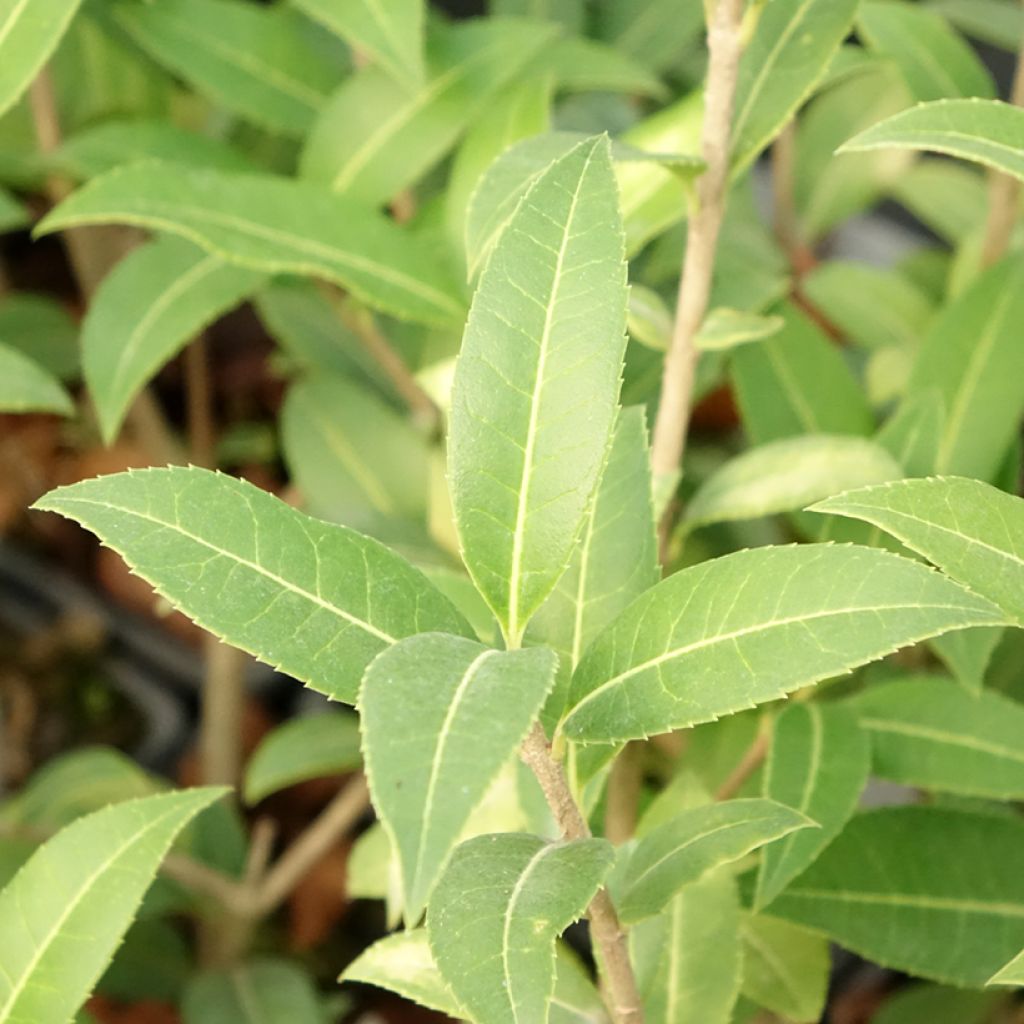 Osmanthus serrulatus - Osmanthe