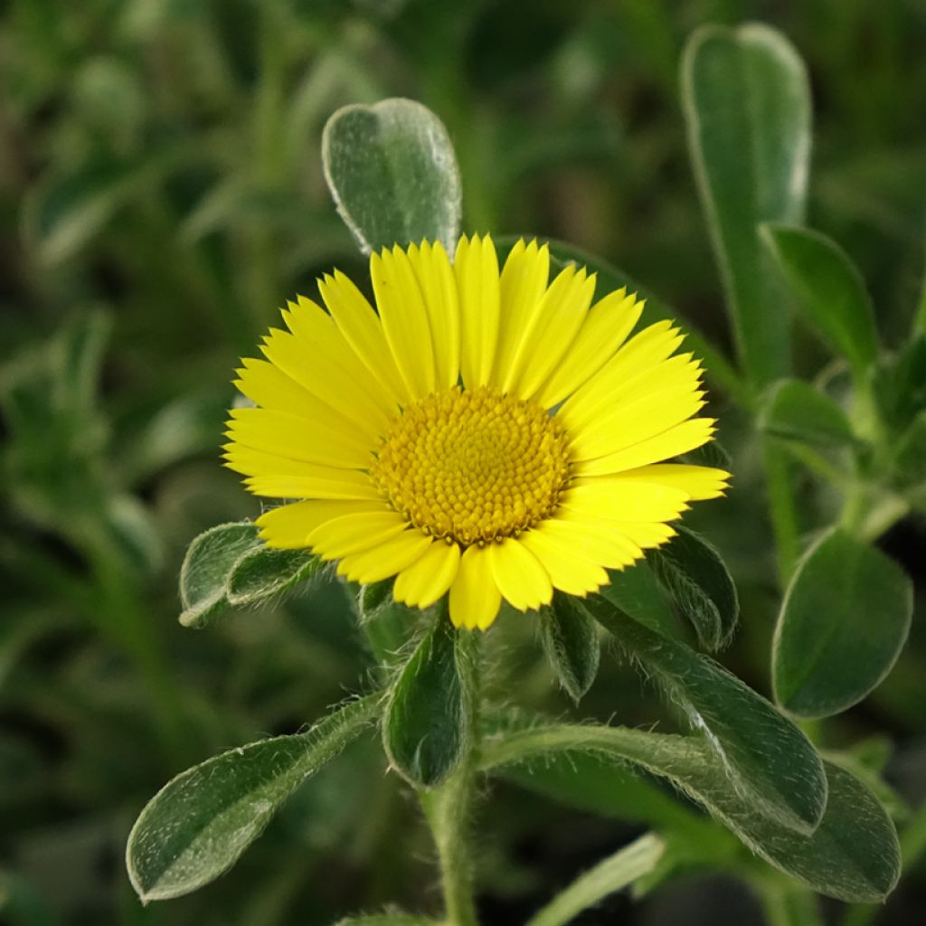 Pallenis maritima Aurelia Gold - Astérolide maritime