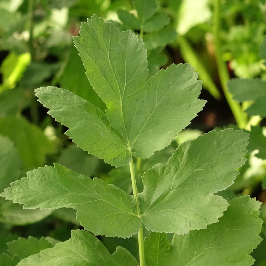 Panais cultivé ou sauvage - Pastinaca sativa subsp. sativa