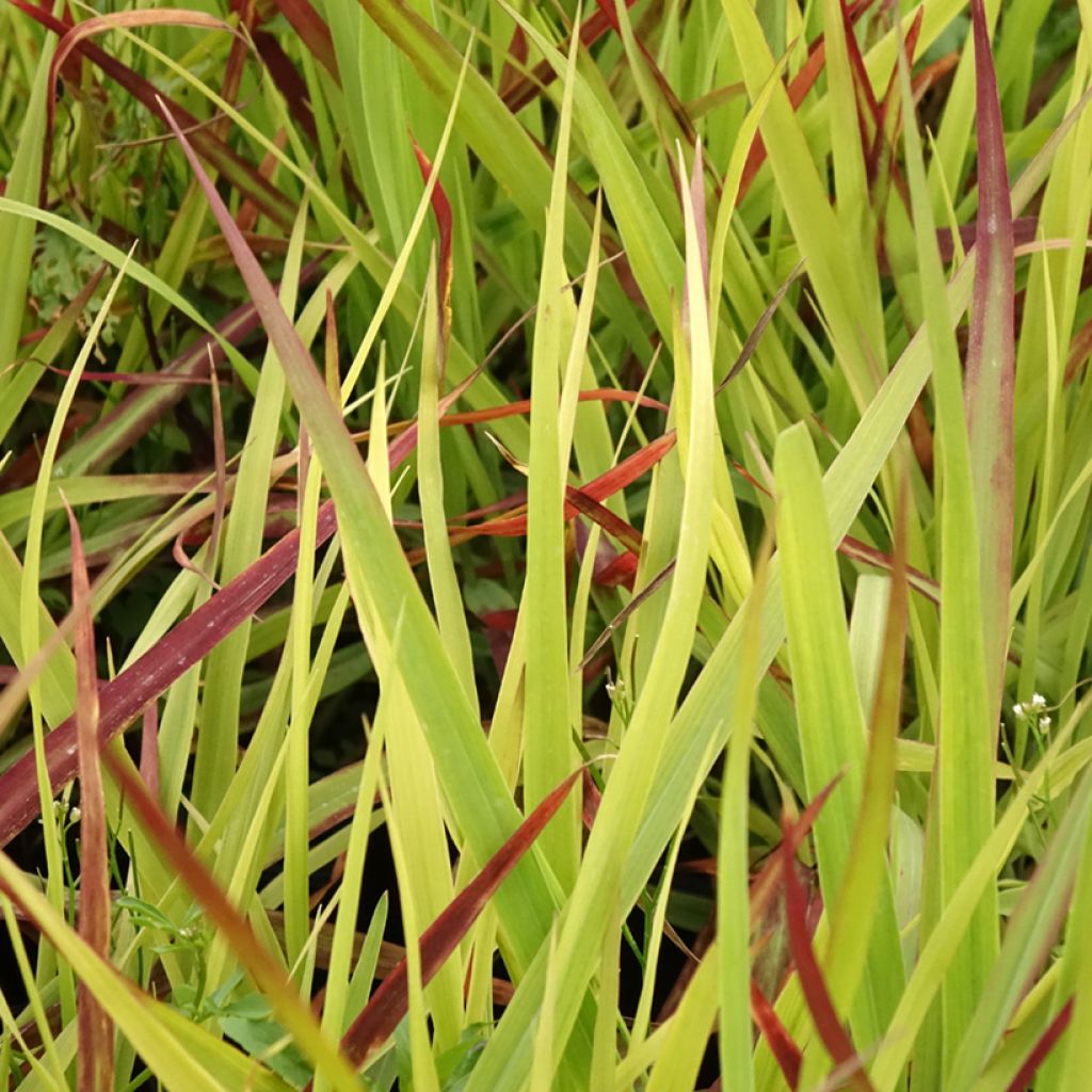 Panic érigé - Panicum virgatum Oxblood Autumn