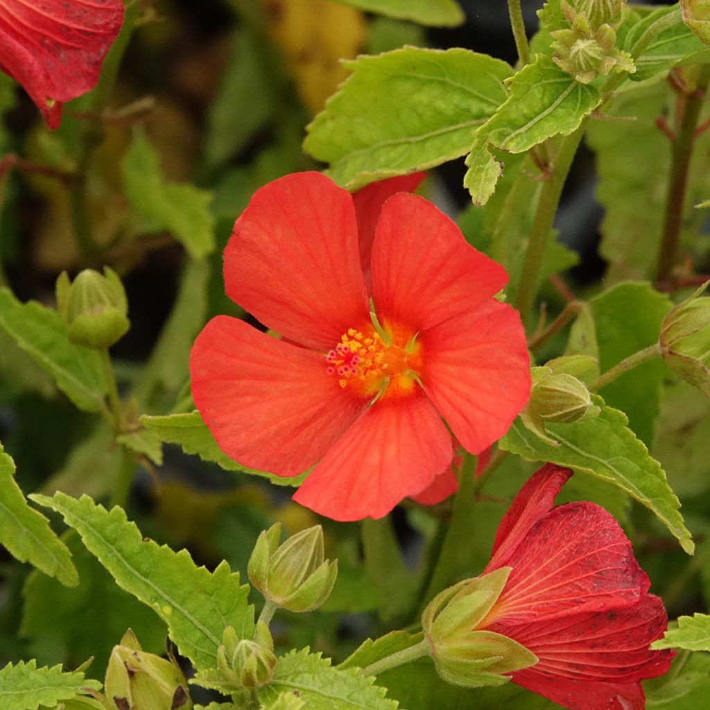 Pavonia Flamboyant - Pavonie