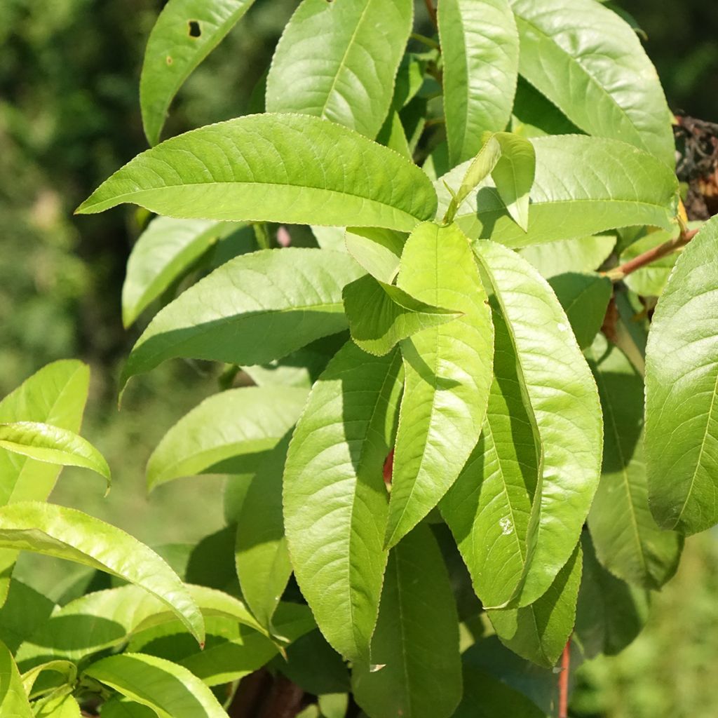 Pêcher Andromède - Prunus persica