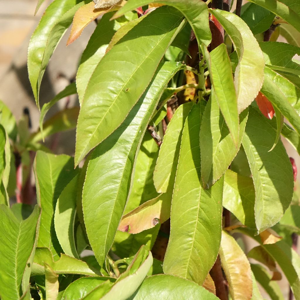Pêcher Andromède - Prunus persica