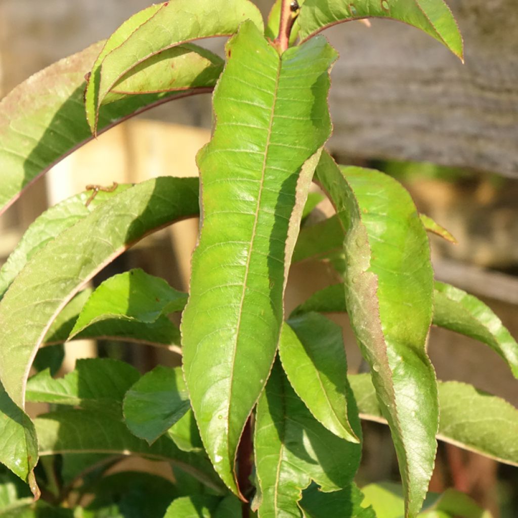 Pêcher de Vigne Sanguine - Pêche de Vigne