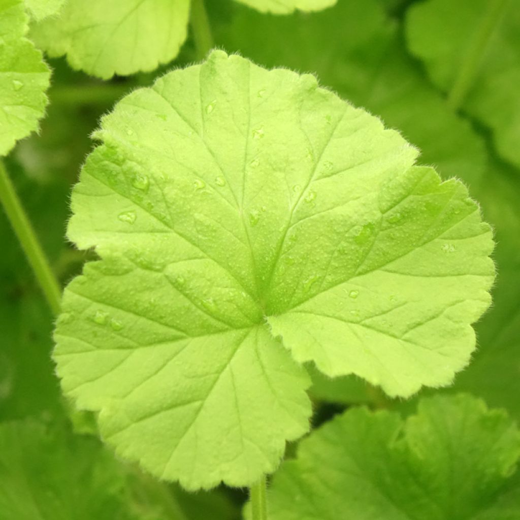 Pelargonium Atomic Snowflake - Géranium odorant au parfum de rose et citron