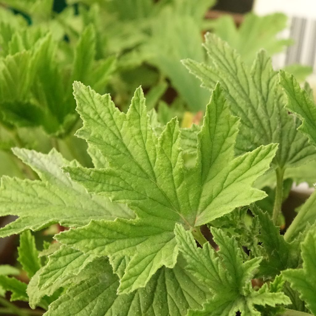 Pelargonium - Géranium parfumé Orange Fizz