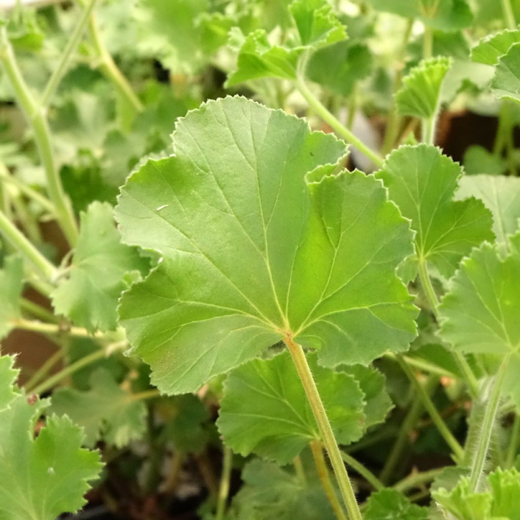 Pelargonium odorant Cola Bottles - Géranium parfum Coca Cola
