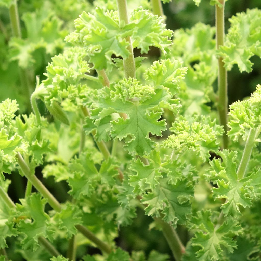 Pelargonium odorant crispum Minor - Géranium parfum citron