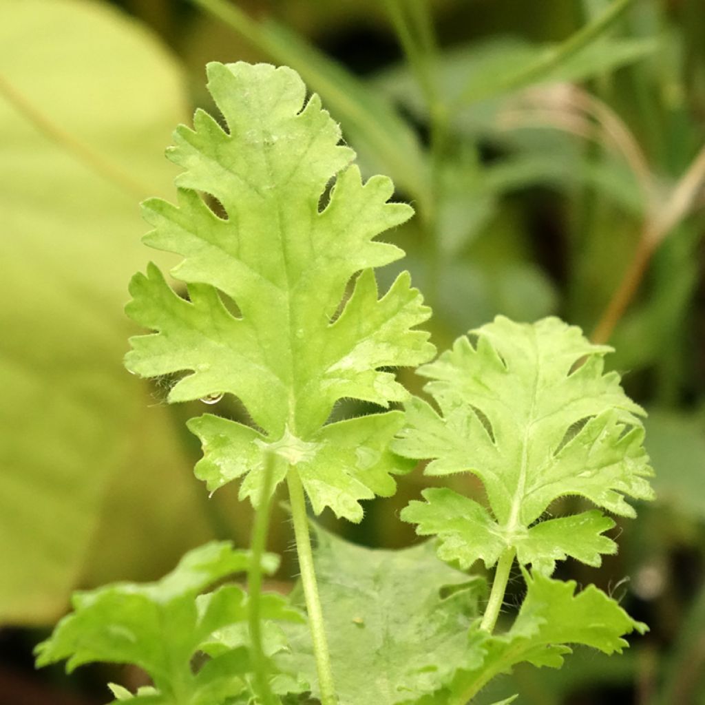 Pelargonium odorant ionidiflorum - Géranium botanique