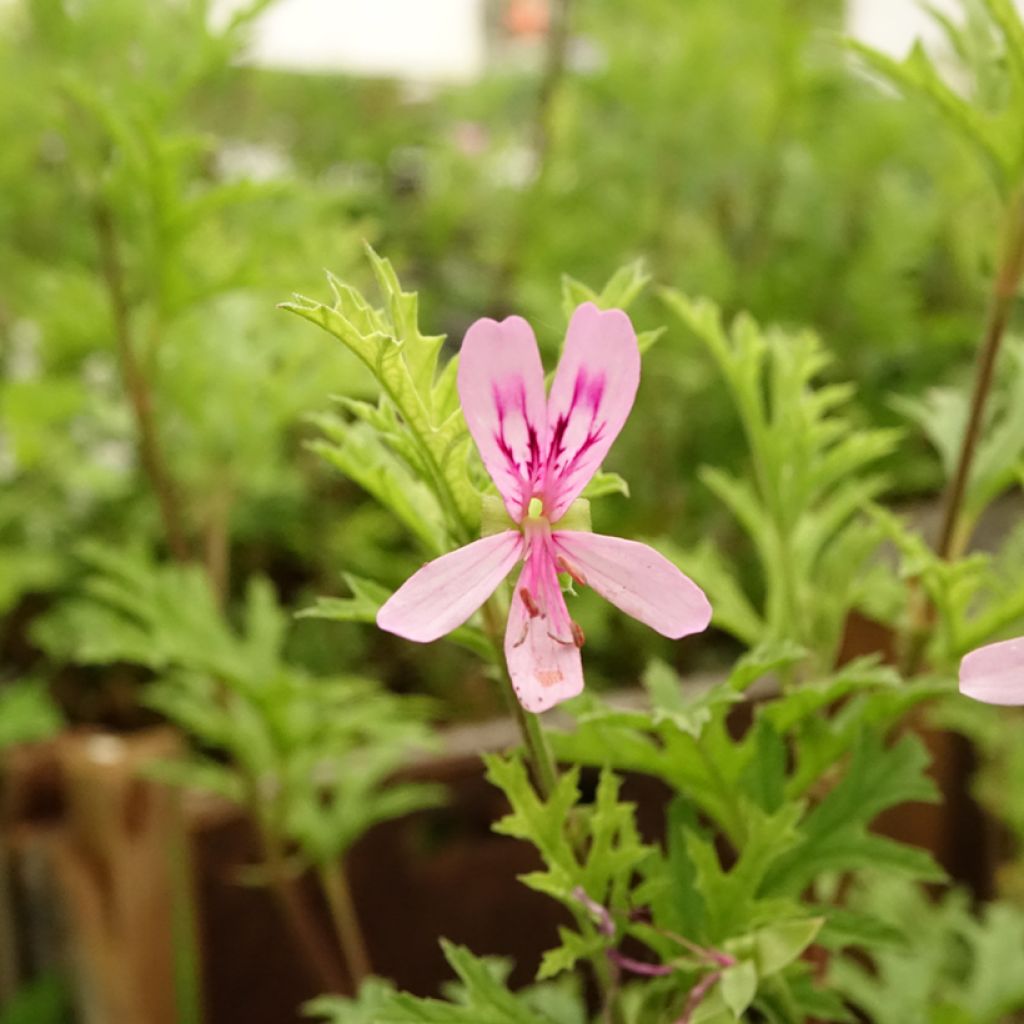 Pelargonium odorant pseudoglutinosum - Géranium botanique parfum balsamique