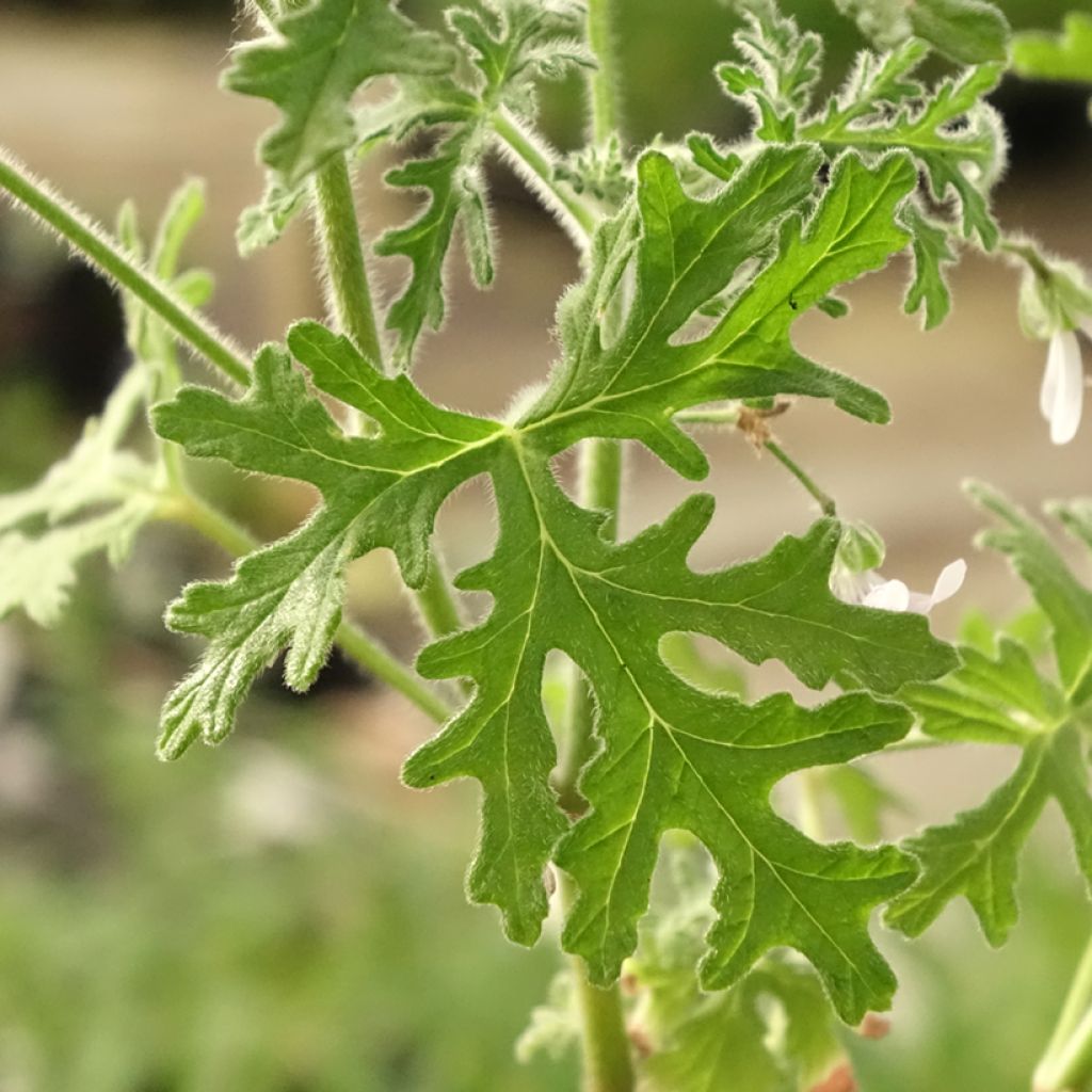Pelargonium odorant White Graveolens - Géranium à forte odeur