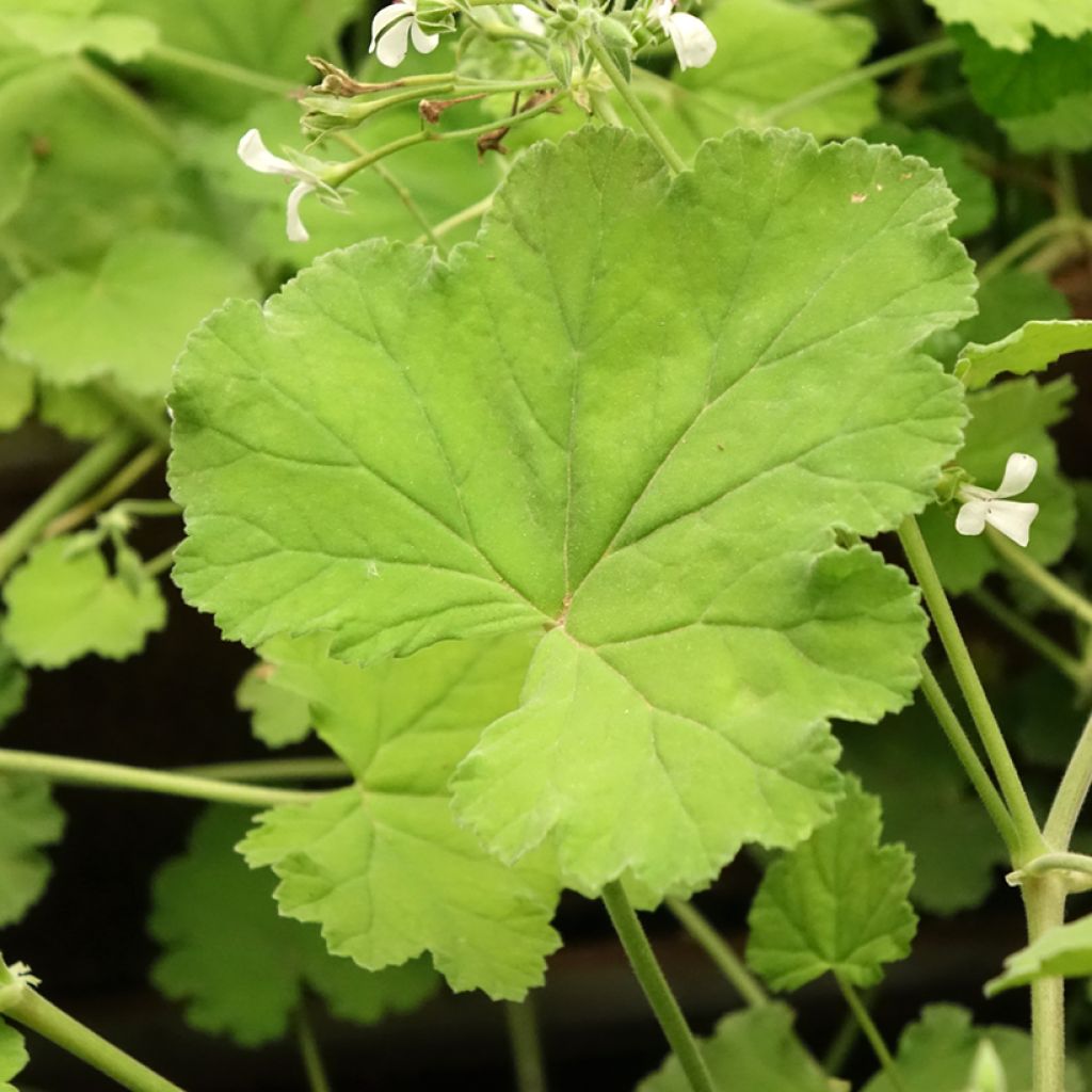 Pelargonium odoratissimum - Géranium botanique parfum pomme