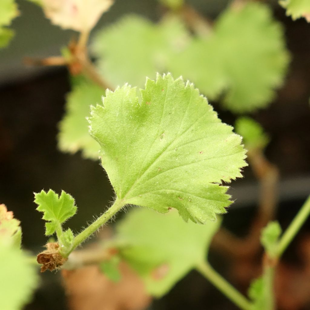 Pelargonium Prince Rupert - Géranium odorant au parfum de citron