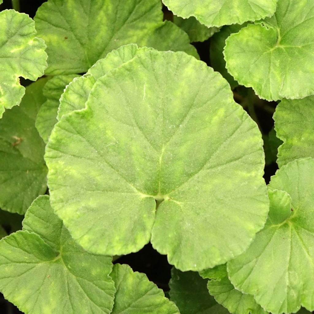 Pelargonium reniforme - Géranium botanique