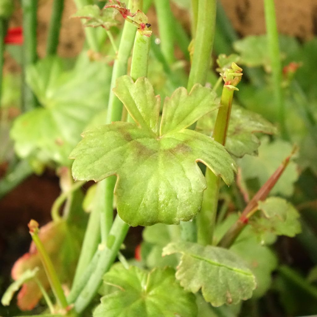 Pelargonium tetragonum - Géranium botanique
