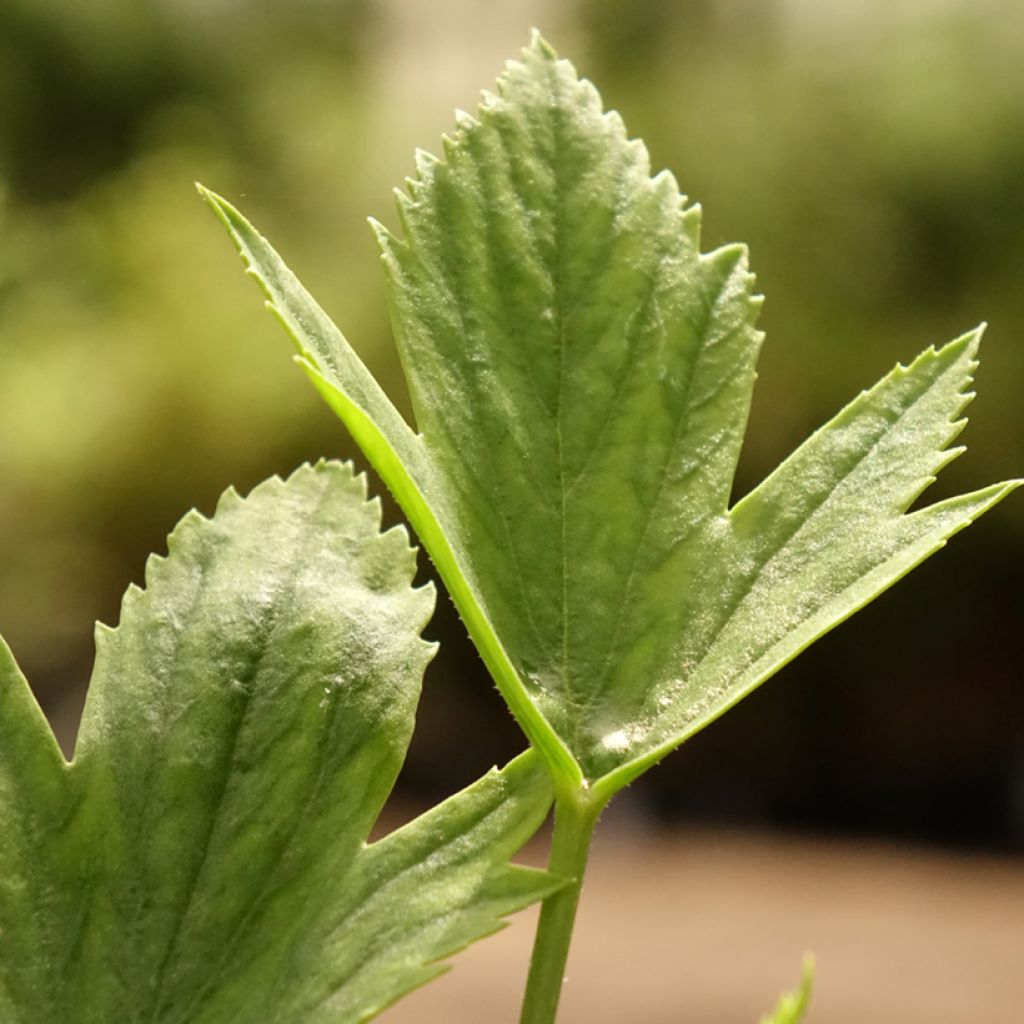 Pelargonium tricuspidatum - Géranium botanique