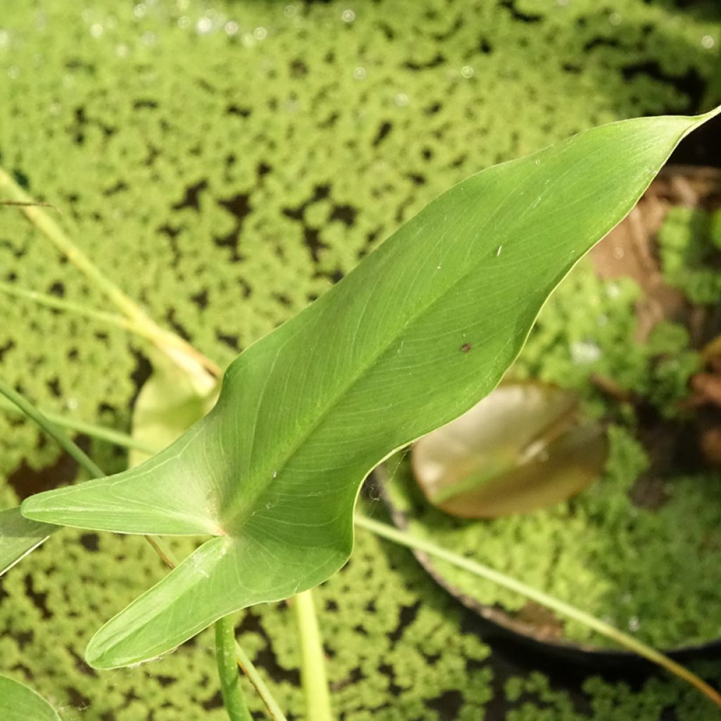 Peltandra virginica - Arum de Virginie