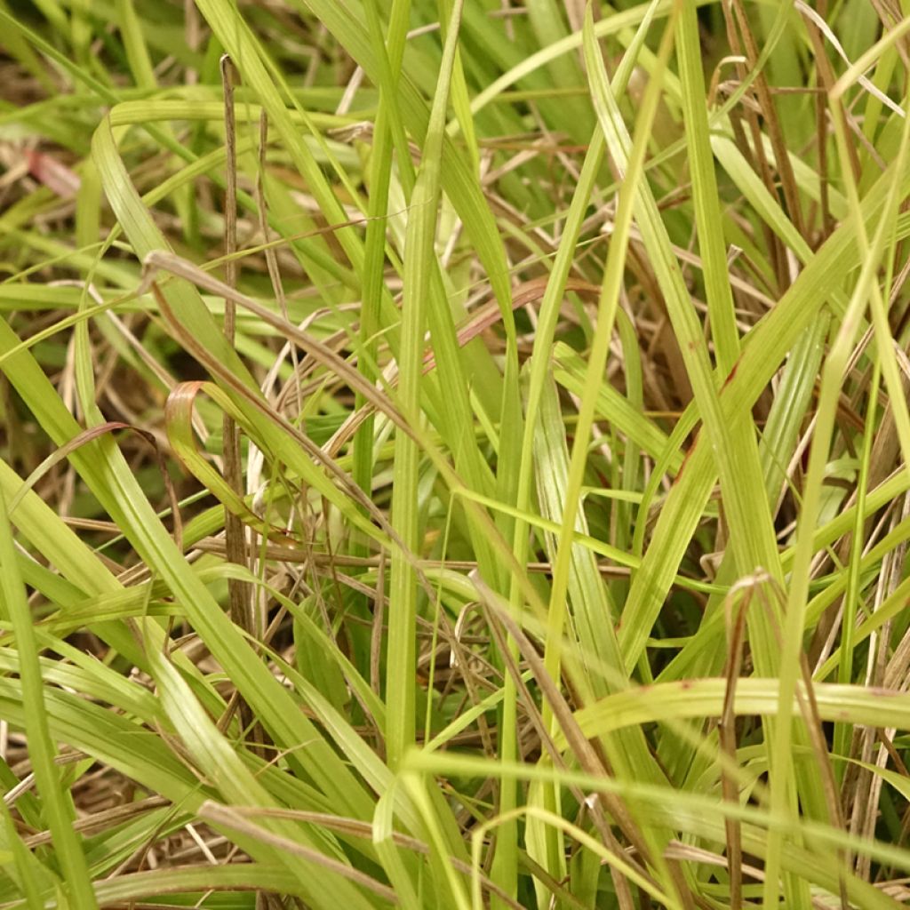 Pennisetum alopecuroides Lepage Gold - Herbe aux écouvillons
