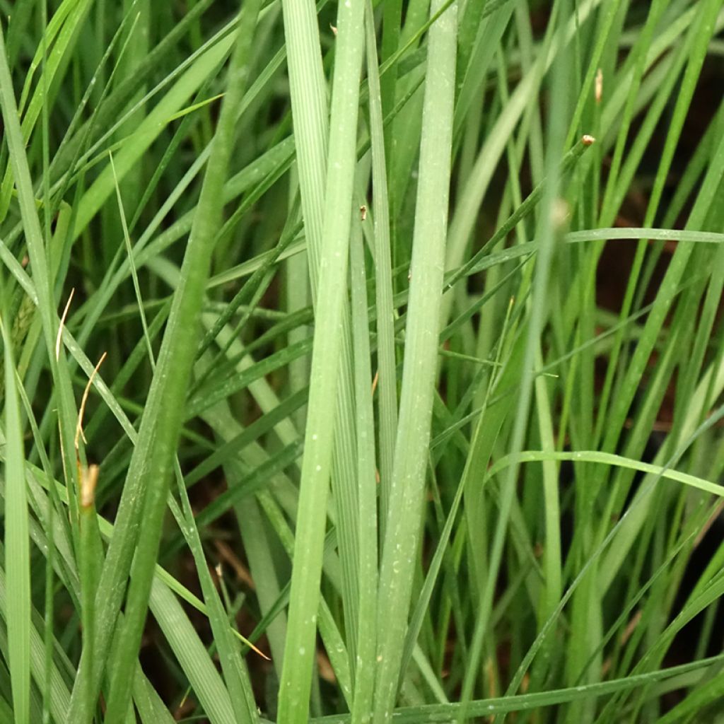 Pennisetum alopecuroïdes Moudry - Herbe aux écouvillons