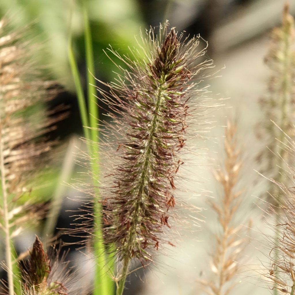 Pennisetum alopecuroides Red Head - Herbe aux écouvillons