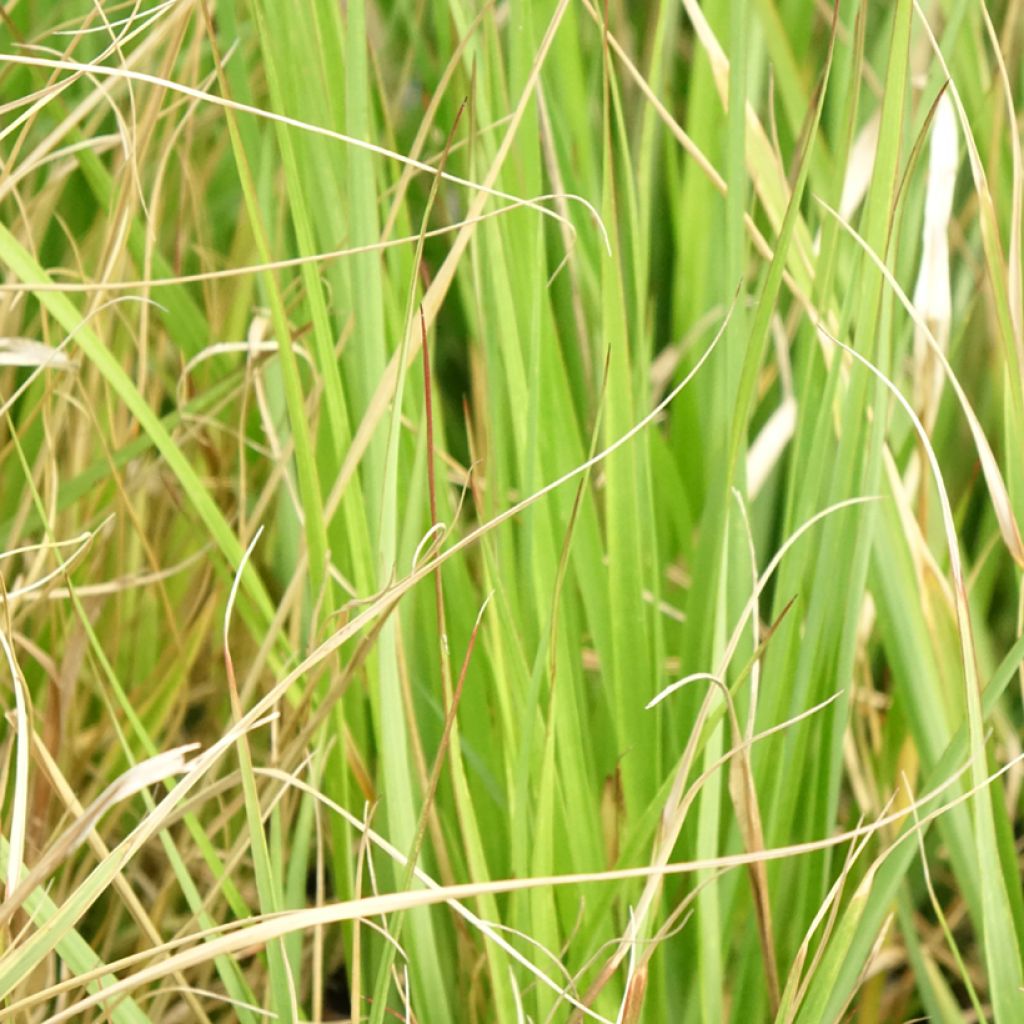 Pennisetum massaicum Red Button - Herbe aux écouvillons rouges 