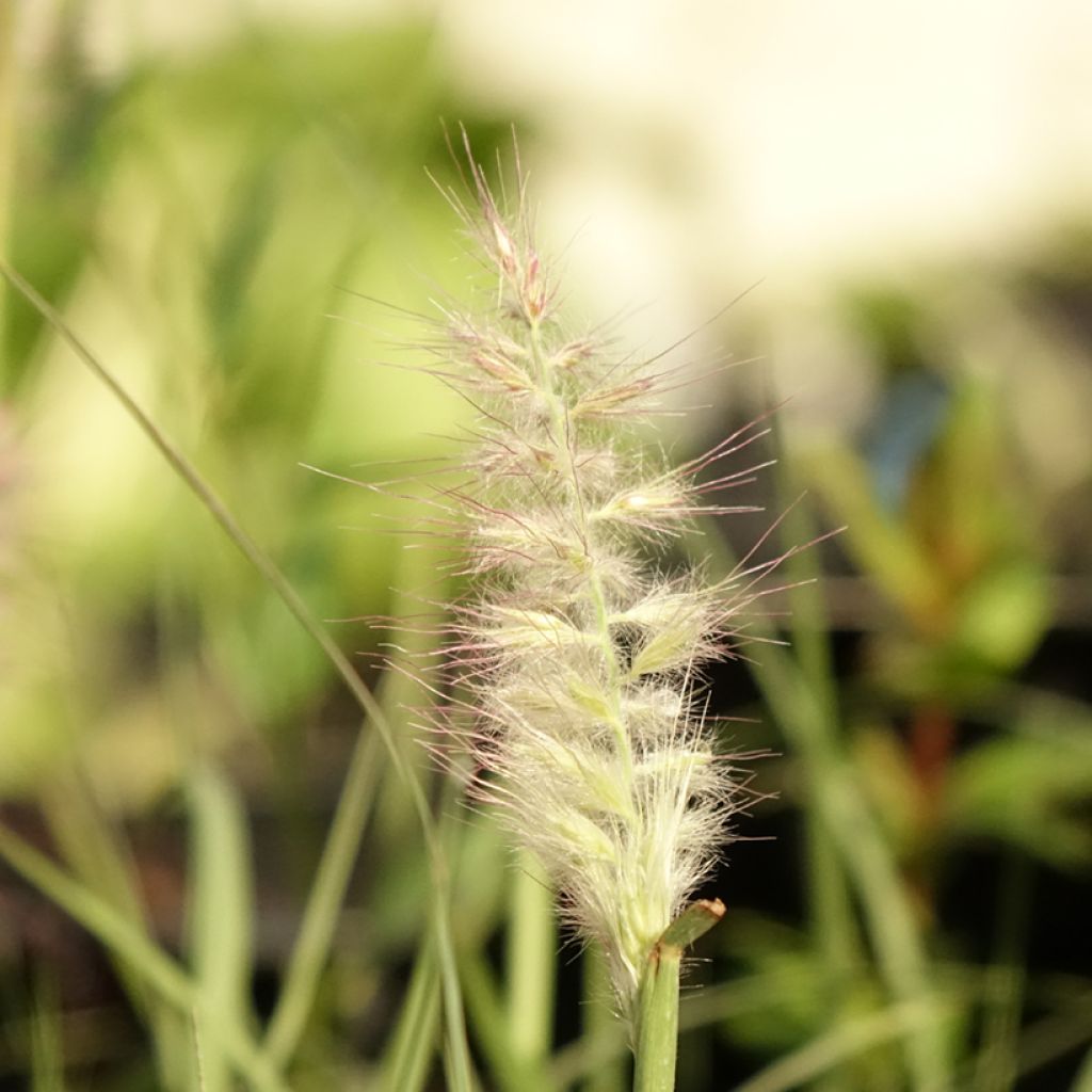 Pennisetum orientale JS Dance With Me - Herbe aux écouvillons