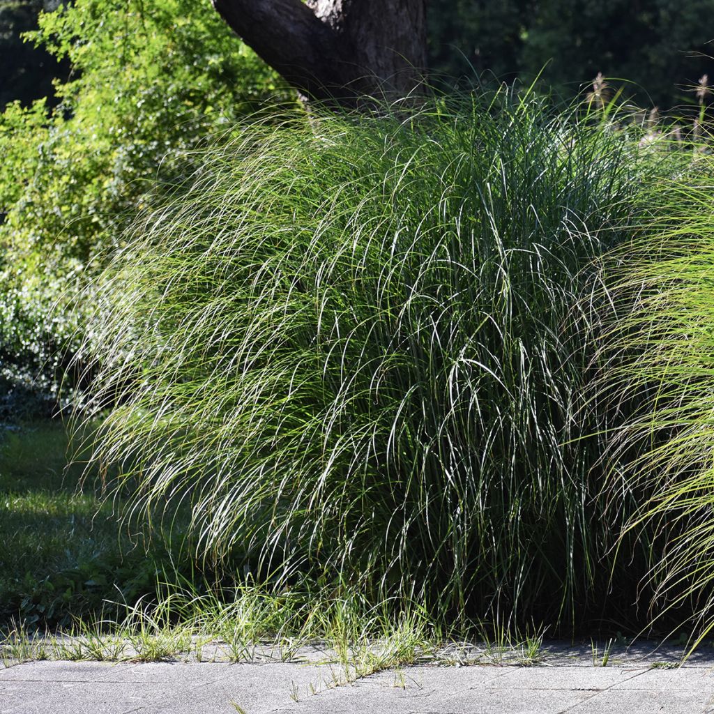 Pennisetum alopecuroides Hameln - Herbe aux écouvillons