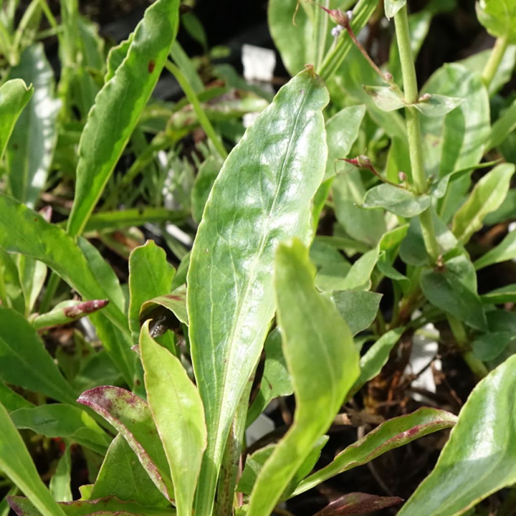 Penstemon eatonii - Penstémon d'Eaton, galane