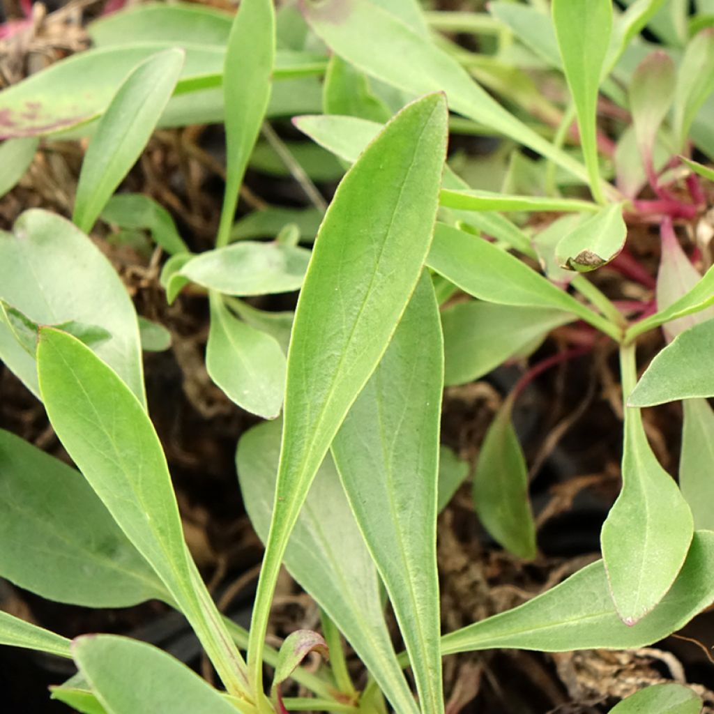 Penstemon strictus - Galane