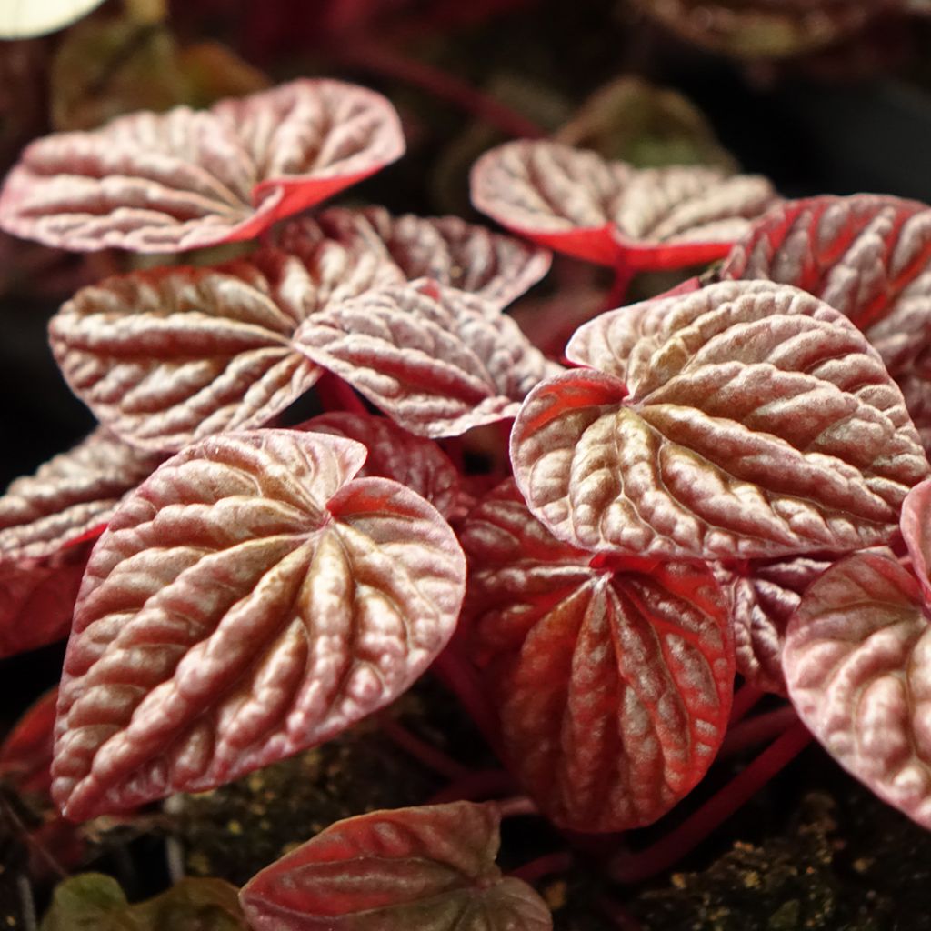 Peperomia caperata Quito