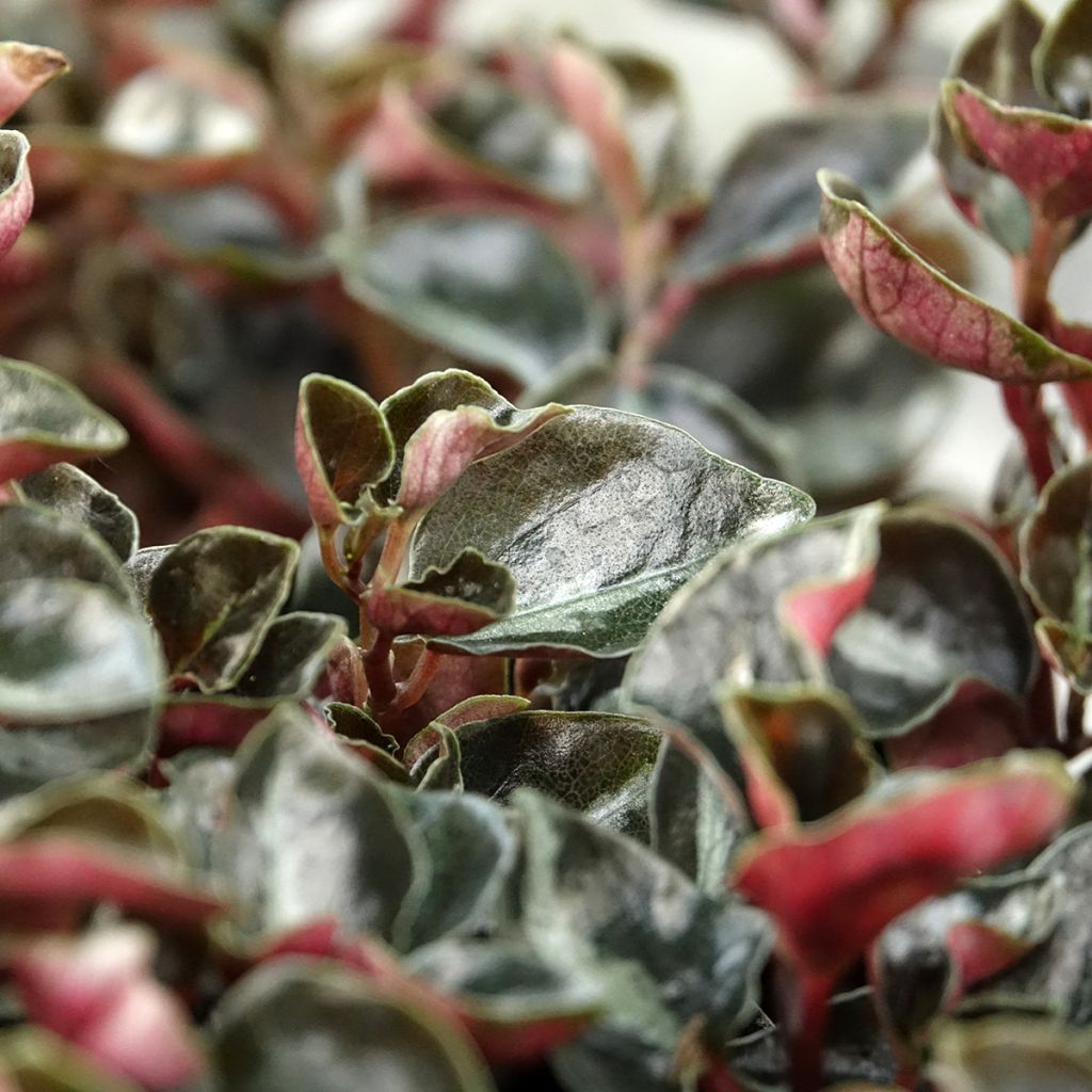 Peperomia metallica Colombiana