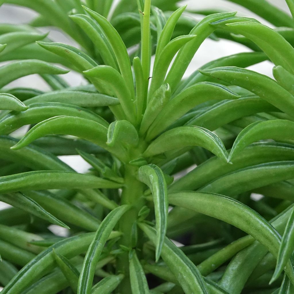 Peperomia Nevada