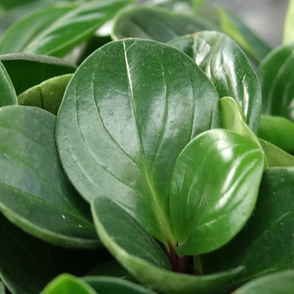 Peperomia Red Canyon