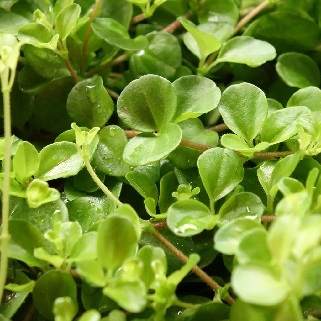 Peperomia rotundifolia