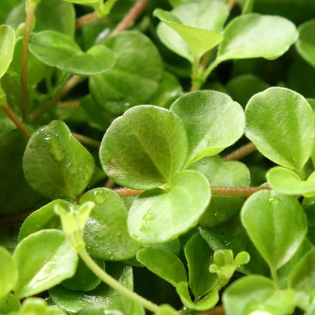Peperomia rotundifolia