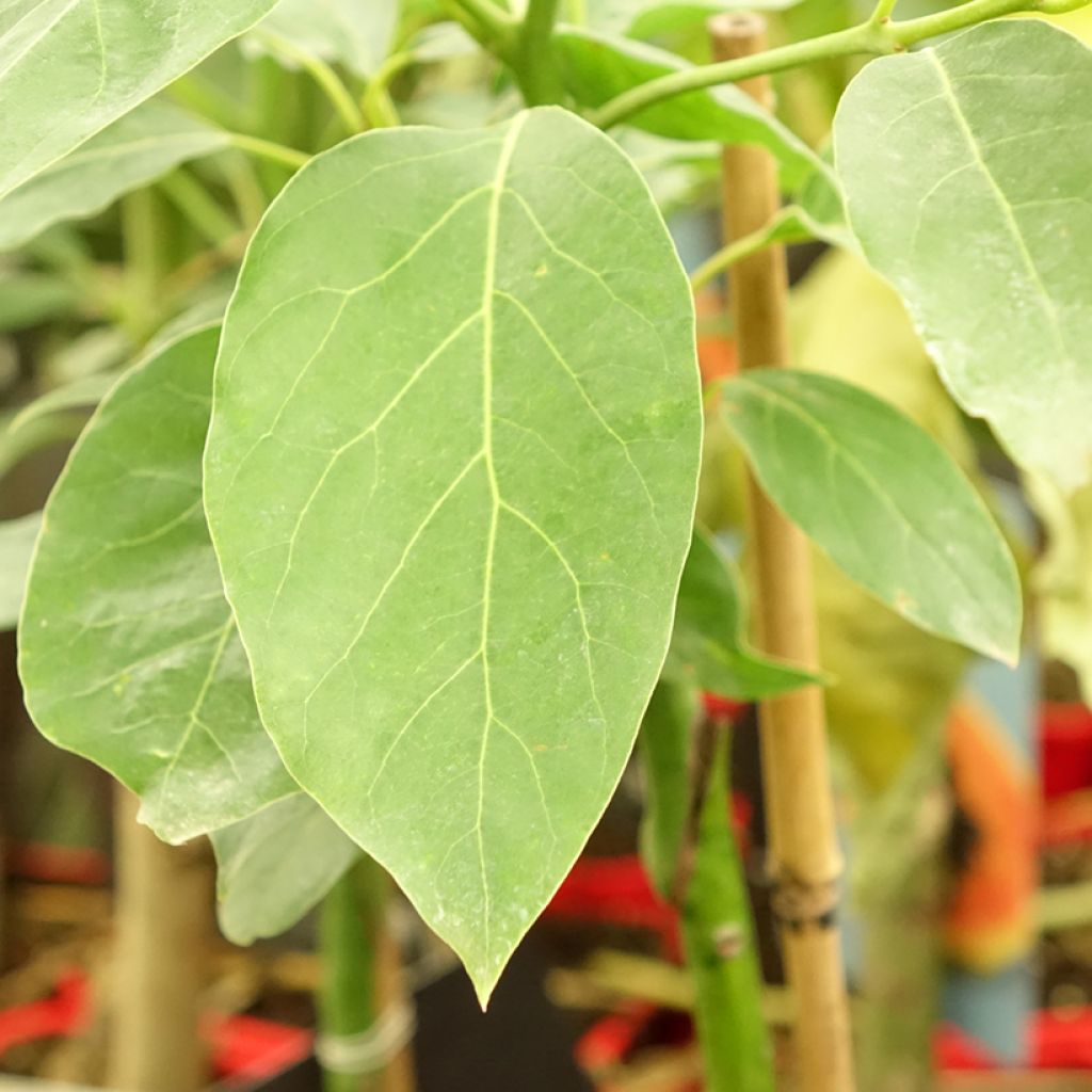 Persea americana Hass - Avocatier