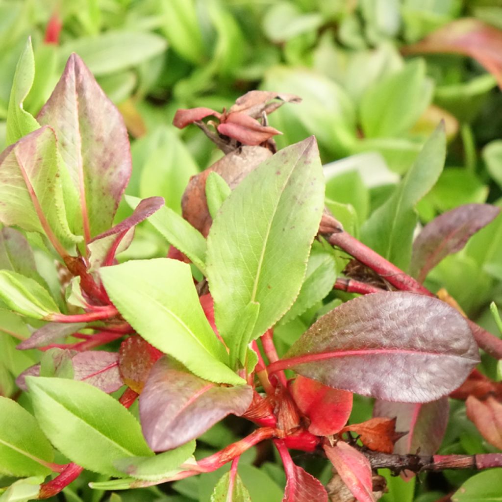 Persicaria affinis Superba - Renouée, Persicaire Superbum