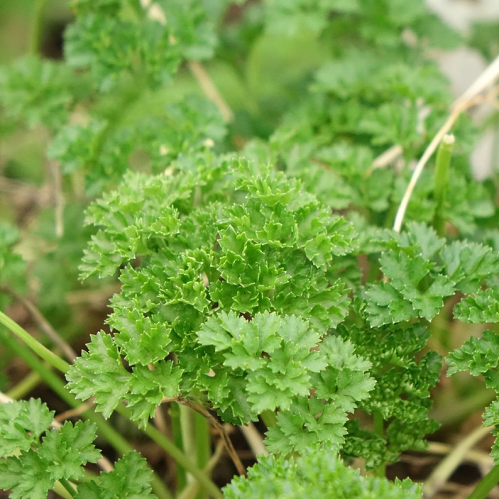 Persil frisé vert foncé en plant BIO