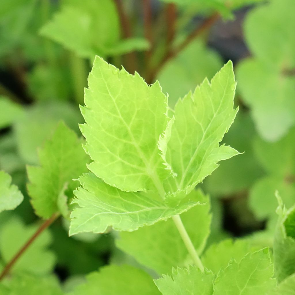 Persil japonais - Cryptotaenia japonica