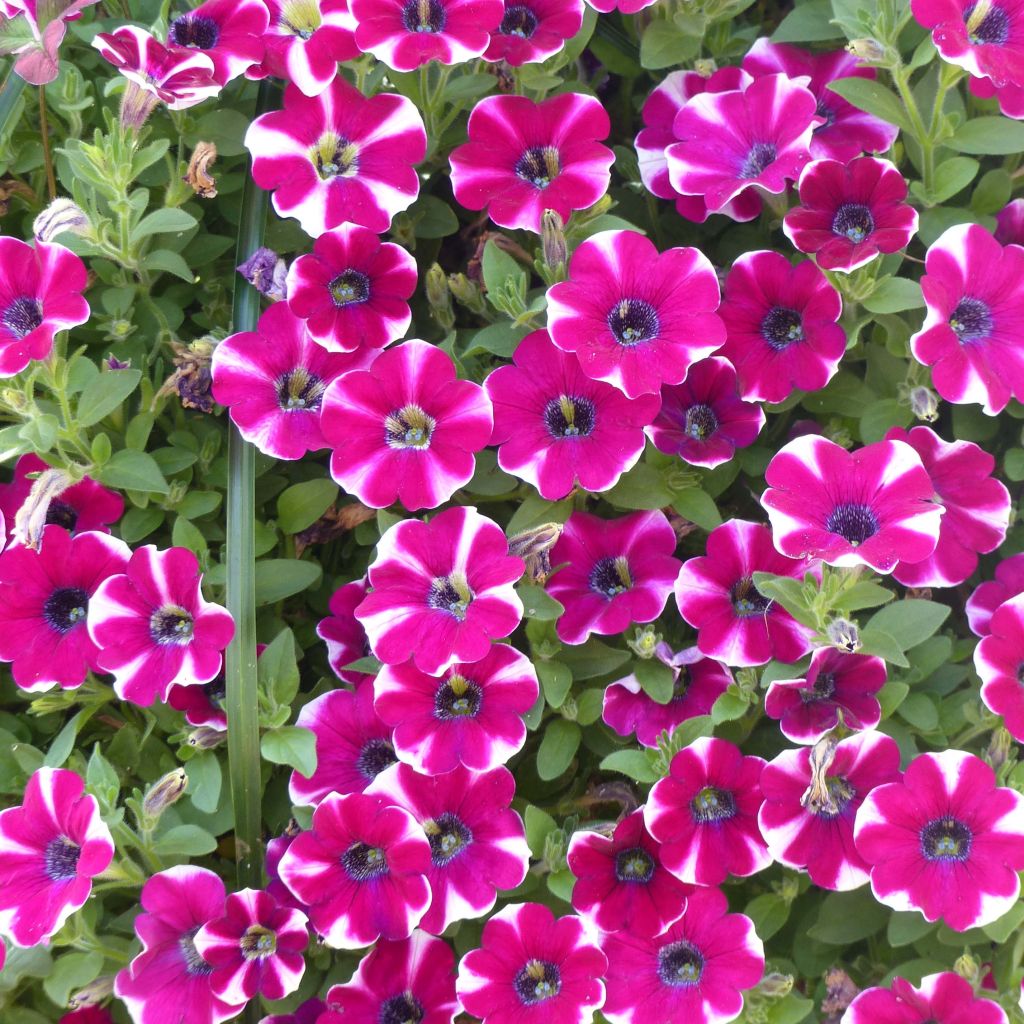 Pétunia Cascadias Bicolor Cabernet