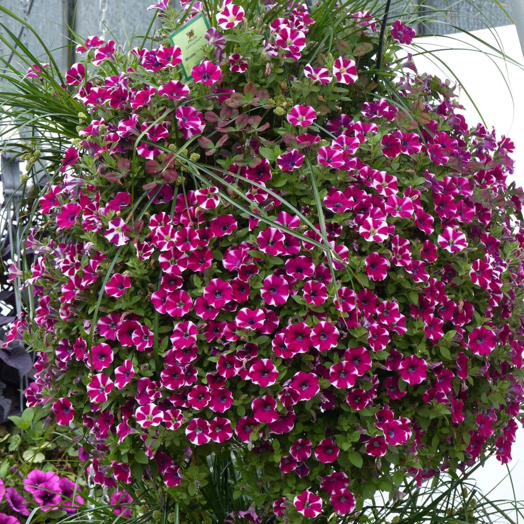 Pétunia Cascadias Bicolor Cabernet