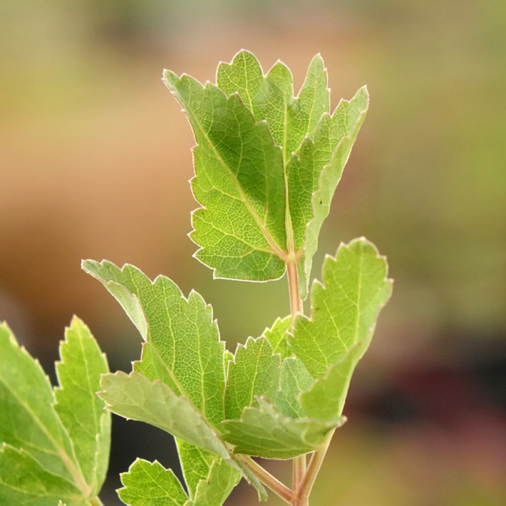 Peucedanum verticillare