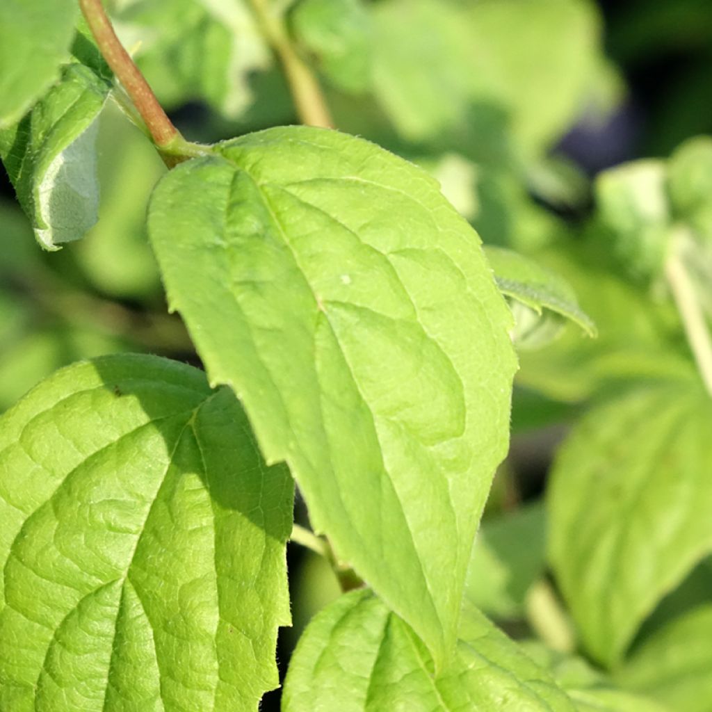 Philadelphus Virginal - Seringat blanc