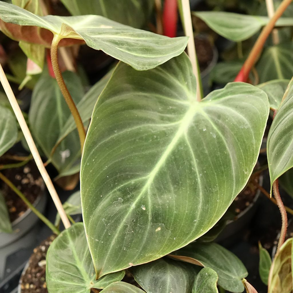Philodendron El Choco Red