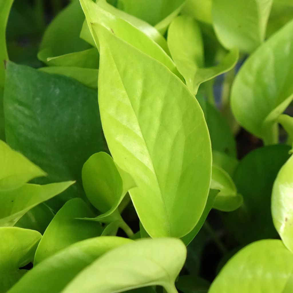 Philodendron Neon
