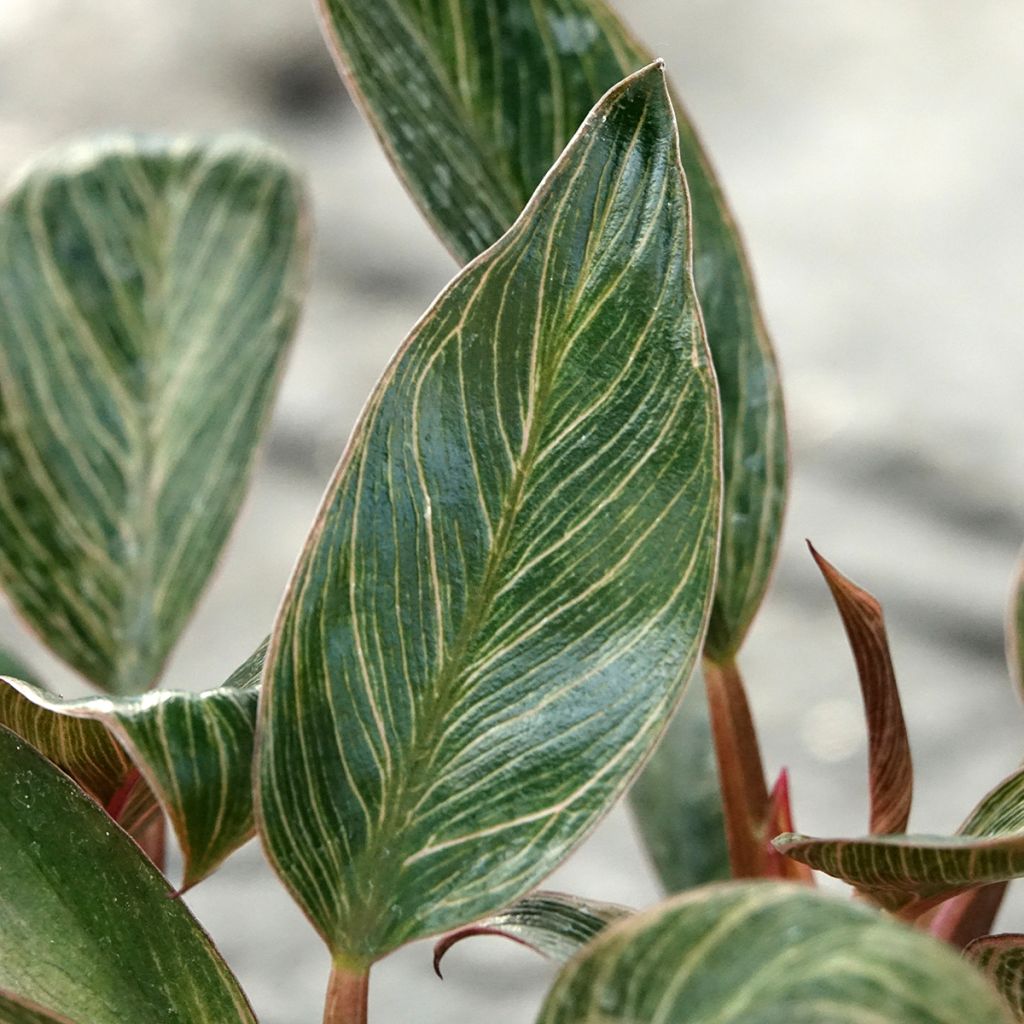 Philodendron Pink Bikini
