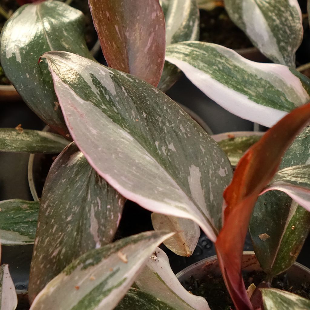Philodendron Red Anderson