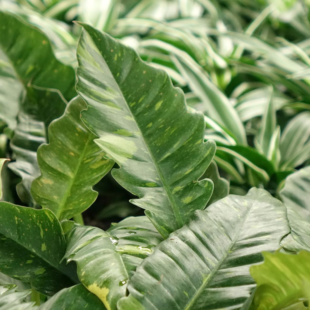 Philodendron Ring of Fire