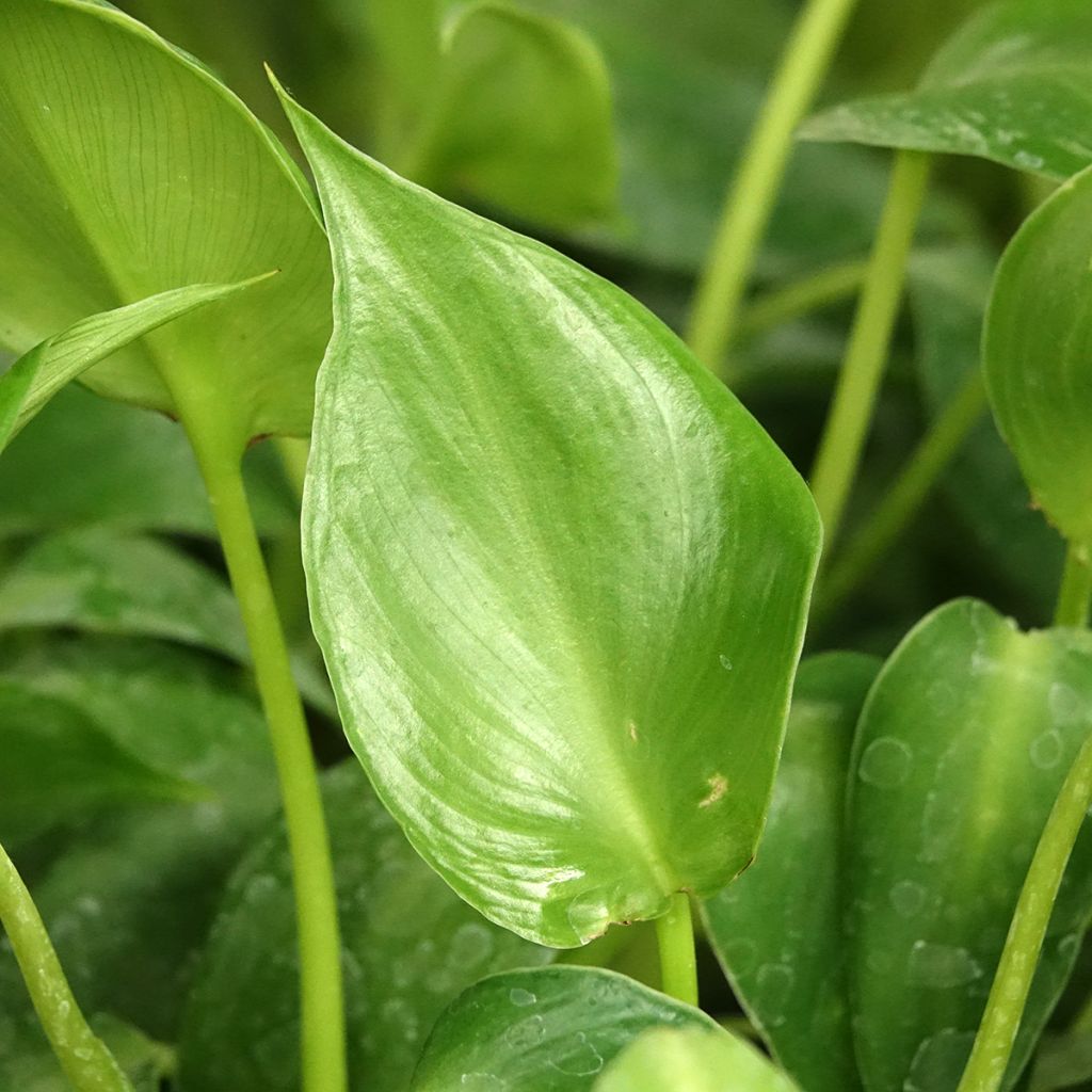 Philodendron rugosum Aberrant